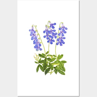 Lobelia - Botanical Illustration Posters and Art